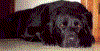 Bear137.gif (45550 bytes)
