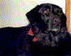 Bear147.gif (70255 bytes)