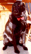 Bear17.gif (48047 bytes)