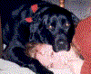 Bear18a.gif (92788 bytes)